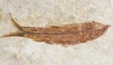 Small Knightia Fossil Fish - Wyoming #41037-1